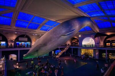 American Museum of Natural History Admission Ticket - T. rex, elephants, and the blue whale: the exhibits people remember