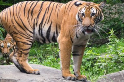 Bronx Zoo Admission Ticket - Starting strong: Congo Gorilla Forest and JungleWorld first