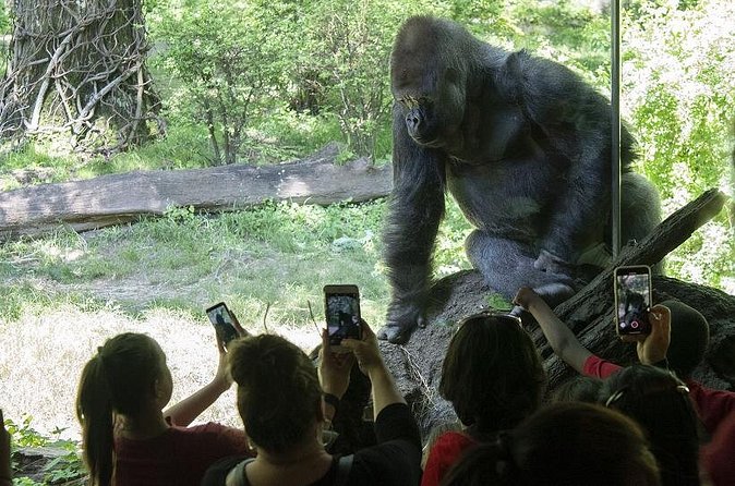 Bronx Zoo Admission Ticket - Unlimited rides and attractions: how to use them without wasting time