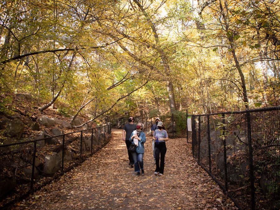 Brooklyn: 2-Hour Prospect Park Guided Walking Tour - Wildlife moments: turtles sunning and dogs chasing frisbees