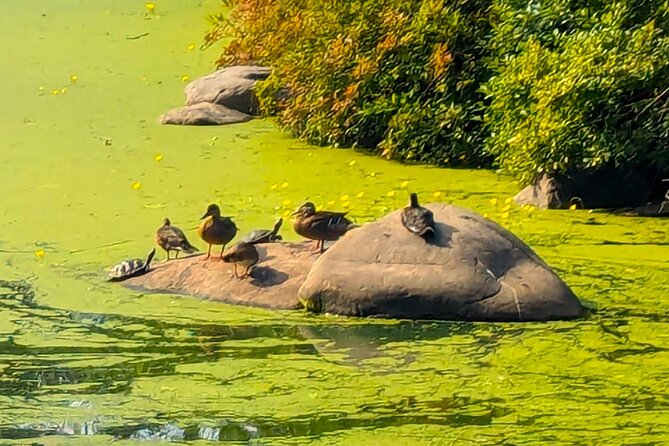 Brooklyn’s Oasis: Audio Guide to Prospect Park - Prospect Park Lake, the island, and the esplanade walk