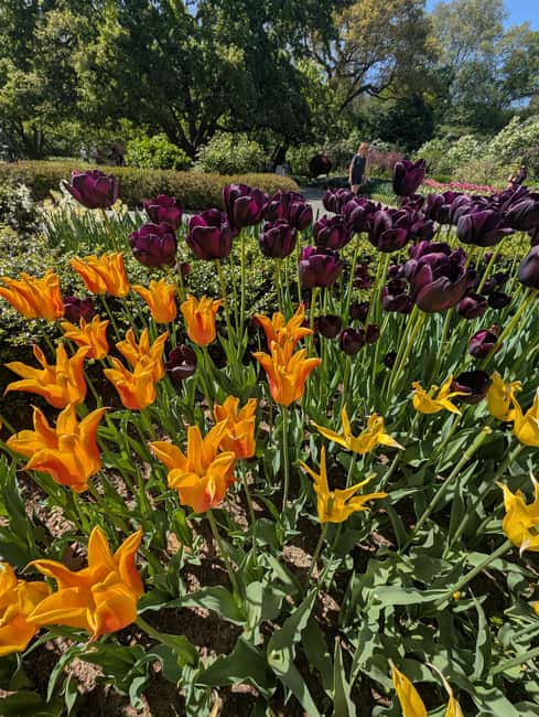 Central Park 5 Star Walking Tour led by Manhattan residents! - Price and value: what $75 buys you in real terms