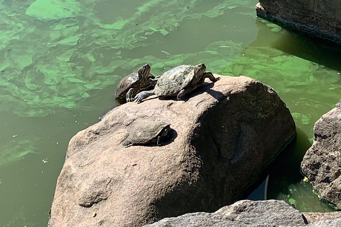 Central Park and Upper East Side Walking Tour - Belvedere Castle and Turtle Pond: the park’s smaller scale magic