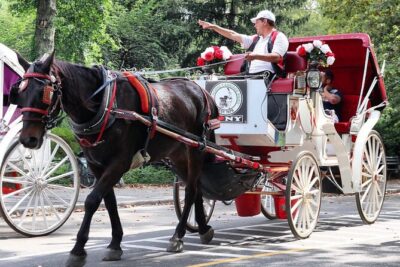 Central Park Carriage Ride w/ Drop Off @ Tavern On Green (45 min) - Starting at 7th Ave & West 59th: finding your carriage on time