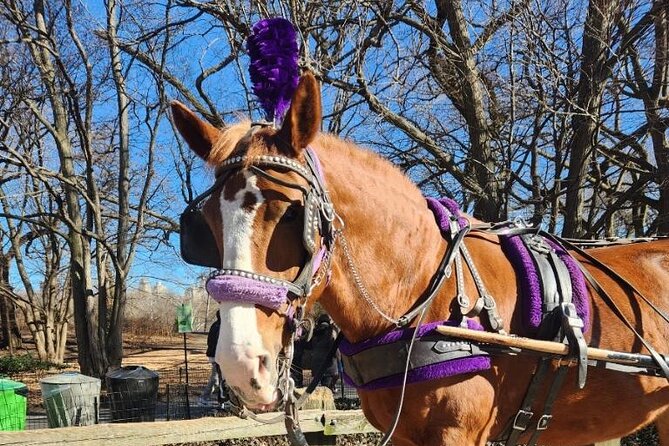 Central Park Horse Carriage Ride - Why a 55-minute horse carriage covers so much