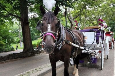 Central Park Horse Carriage Ride - Meeting at 1428 6th Ave without losing your mind