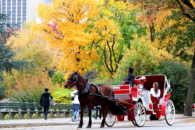 Central Park Horse Carriage Ride Short Loop (Up to 4 Adults)) - The Licensed Guide Touch: Photos, Questions, and Horse Care