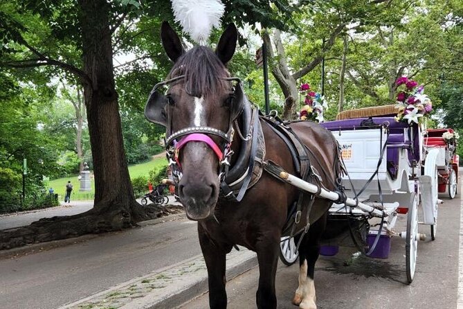 Central Park Horse Carriage Ride - Meeting at 1428 6th Ave without losing your mind