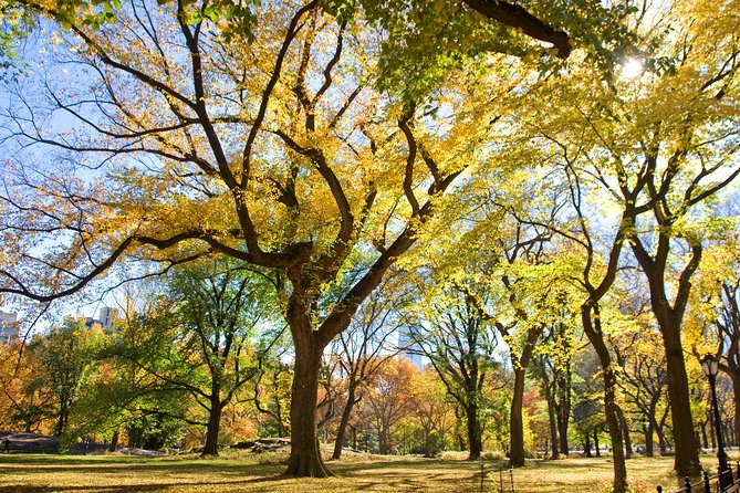 Central Park Photography Tour with Local Photographer - Getting Started at Bethesda Terrace (and Why It Matters)