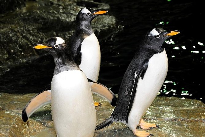Central Park Zoo Admission Ticket with 4D Theater Access - A quick-reset zoo in the middle of Manhattan
