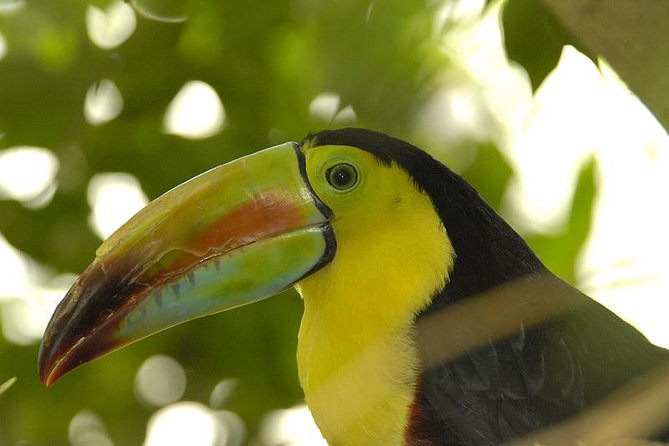 Central Park Zoo Admission Ticket with 4D Theater Access - Tropic Zone: warmth, birds, and that feeling of being somewhere else
