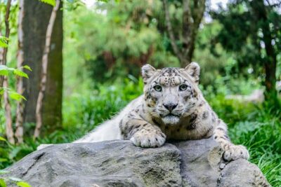 Central Park Zoo Admission Ticket with 4D Theater Access - Price and value: $22.95 with 4-D Theater access