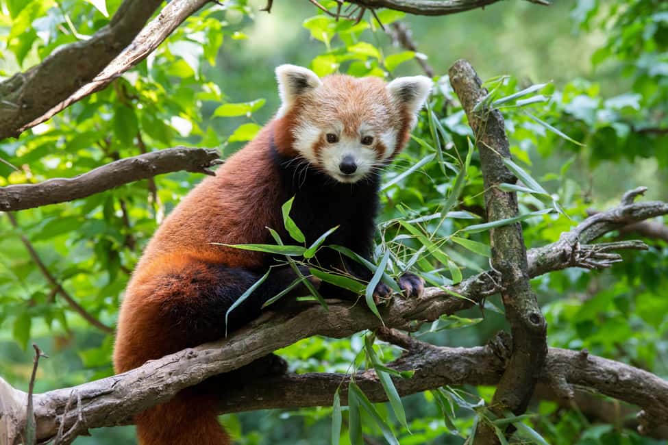 Central Park Zoo Entry Ticket - Key Highlights You’ll Actually Care About