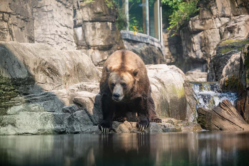 Central Park Zoo Entry Ticket - Central Park Zoo in One Day: What $22 Buys You