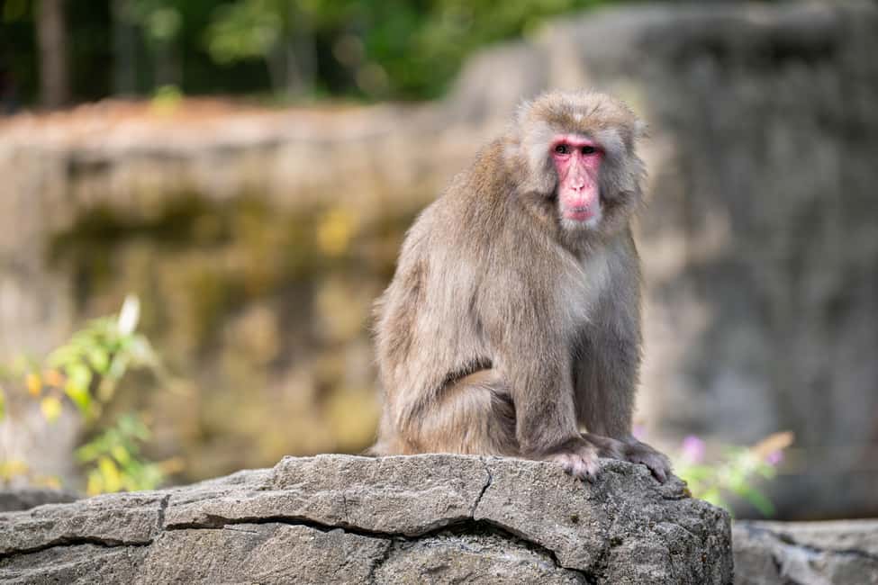 Central Park Zoo Entry Ticket - Building a Simple Route That Makes Sense
