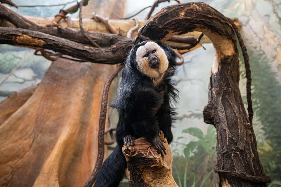Central Park Zoo Entry Ticket - Tropic Zone: The Two-Story Rainforest Exhibit