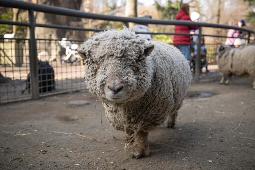 Central Park Zoo Entry Ticket - Tisch Children’s Zoo: Petting Zoo Fun With Real Animal Time
