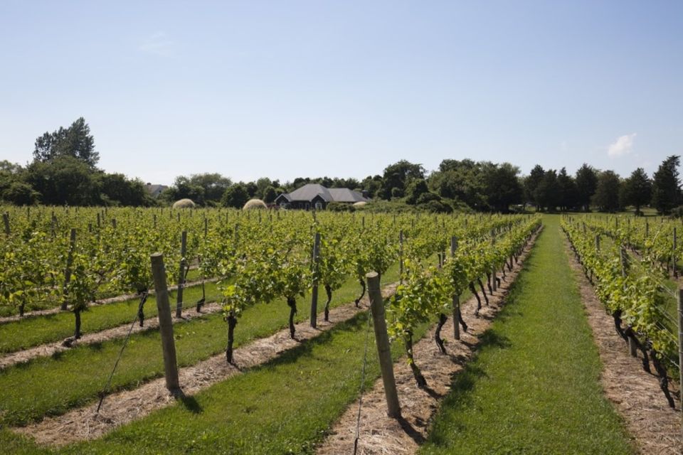 From NYC: Hamptons, Sag Harbor, and Outlet Shopping Day Trip - From Queens to Long Island: the scenery shift (and why it matters)