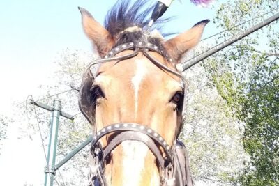 Full loop Private Horse Carriage Ride in Central Park 45 Minutes - What Makes It Worth It: Private Time With a Park-Minded Driver