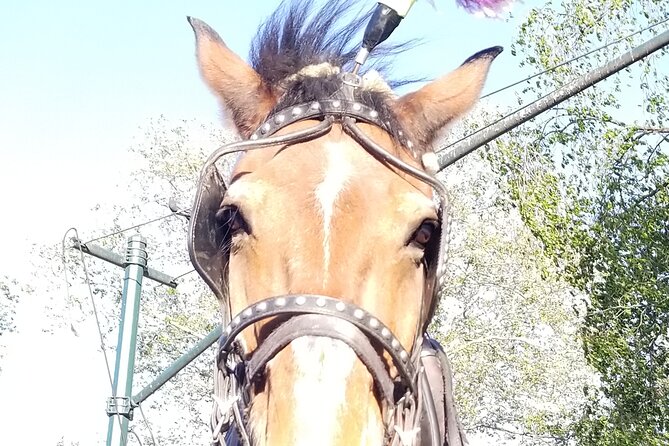 Full loop Private Horse Carriage Ride in Central Park 45 Minutes - What Makes It Worth It: Private Time With a Park-Minded Driver