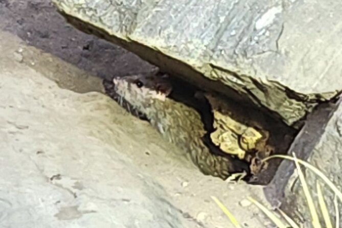 Garbage and Rats in New York City Walking Tour - Key things you’ll notice right away