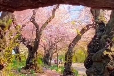 Gluten Free Walking Tour of Central Park NYC - Central Park’s storytelling route: from Model Boat Pond to the Mad Hatter Tea Party
