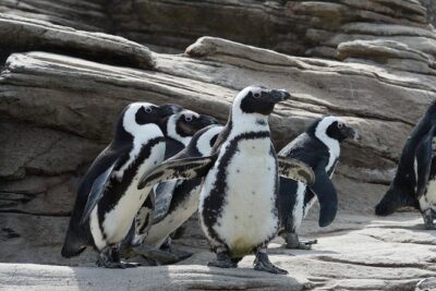 New York Aquarium Admission - Sea lion show and animal feeding stops: what to do first