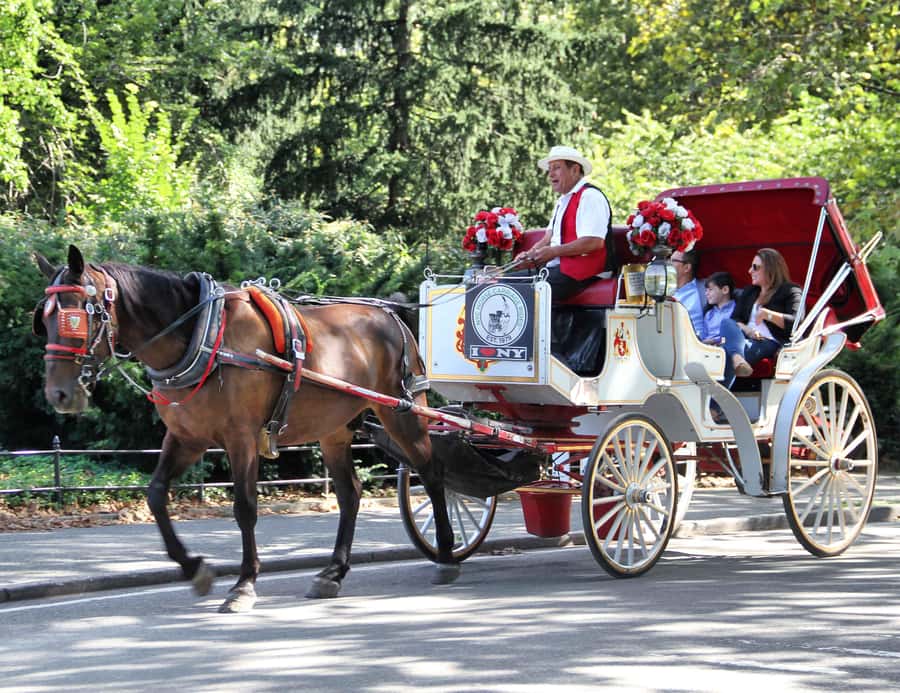 New York City: Central Park Horse Carriage 25-min Ride - The value question: $75 per group for a 25-minute ride