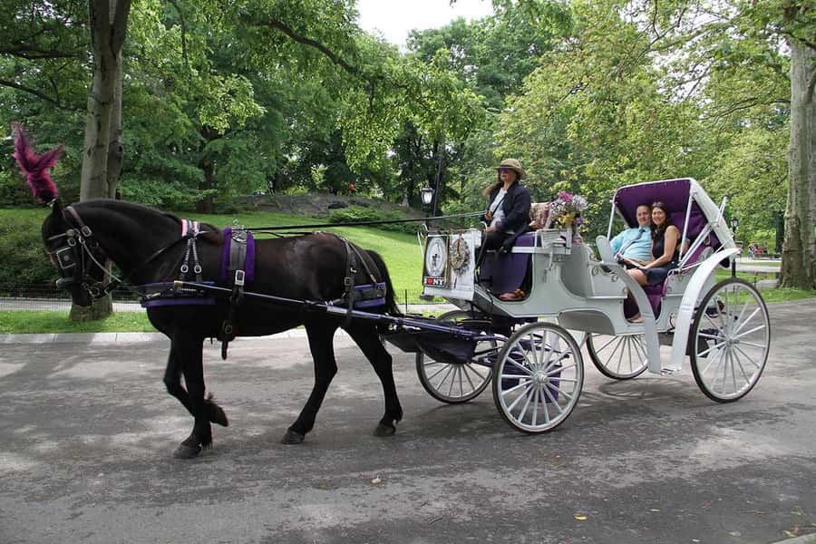 New York City: Central Park Horse Carriage 25-min Ride - Photo strategy: where to stand and when to keep it simple