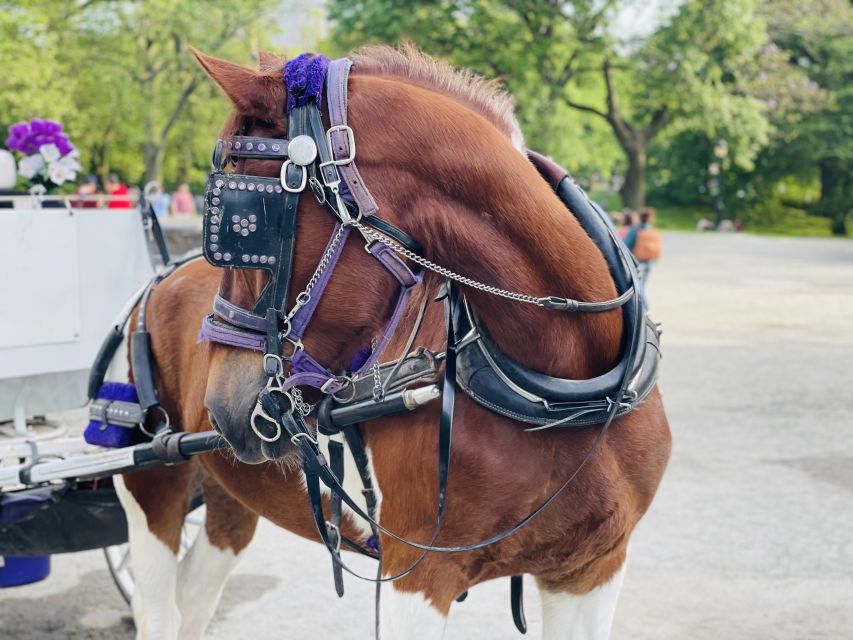 New York City: Central Park Private Horse and Carriage Tour - From Fifth Avenue to Billionaire’s Row: Big City Views, Park Pace