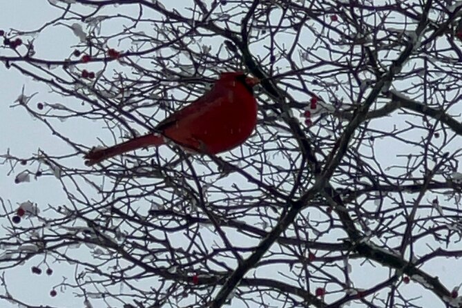 NYC Beginner Private Birdwatching Tour - Key things that make this tour work for beginners