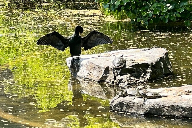 NYC Beginner Private Birdwatching Tour - Timing, meeting points, and how to get the most out of the walk