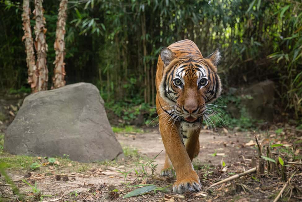 NYC: Bronx Zoo Entry Ticket - Key highlights worth planning around