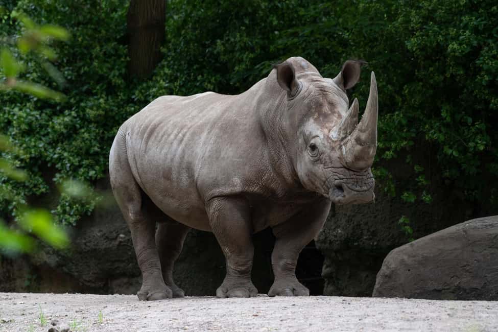 NYC: Bronx Zoo Entry Ticket - Bronx Zoo one-day entry: what your $37 ticket really covers