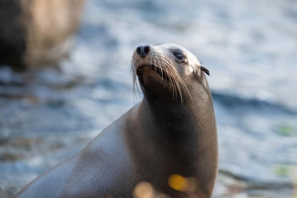 NYC: Bronx Zoo Entry Ticket - Your best “see it all” plan for a limited day