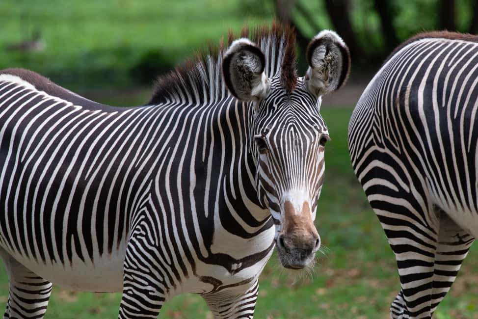 NYC: Bronx Zoo Entry Ticket - Congo Gorilla Forest: primates, conservation, and roomy viewing