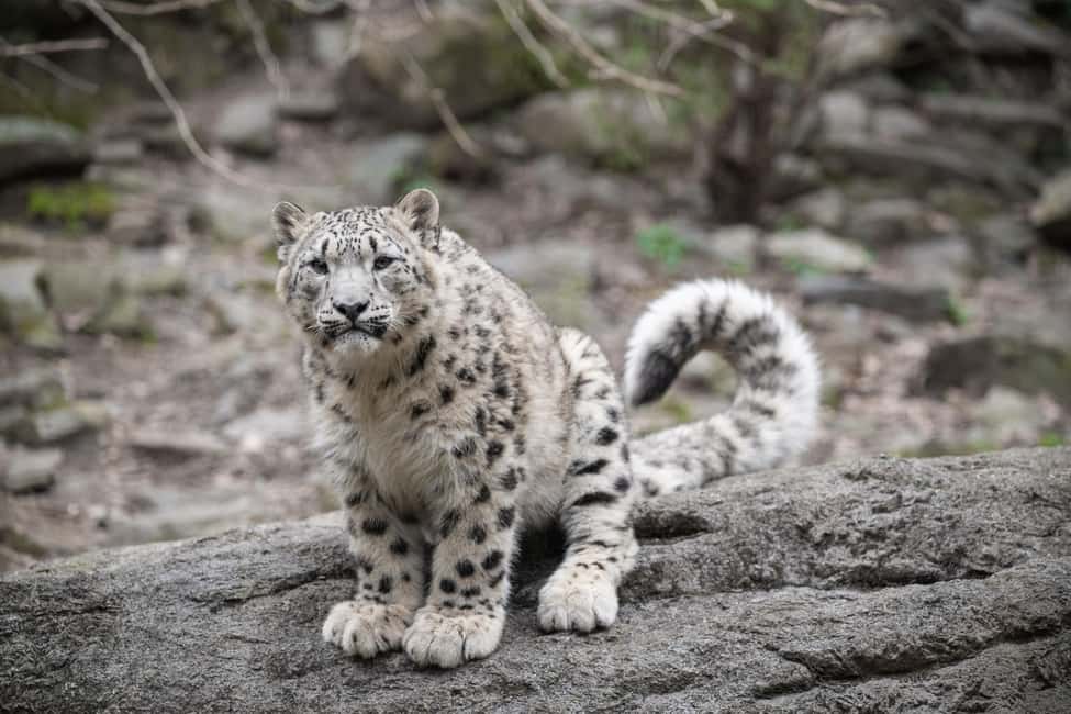 NYC: Bronx Zoo Entry Ticket - Tiger Mountain and the African Plains: big cats plus cold-weather stars