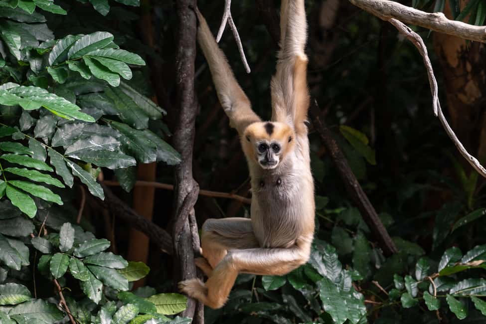 NYC: Bronx Zoo Entry Ticket - World of Birds: eagles to macaws, plus flamingos and penguins