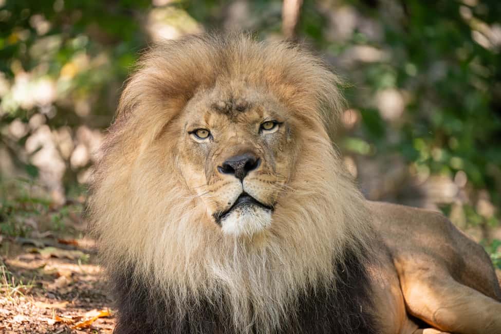 NYC: Bronx Zoo Entry Ticket - World of Reptiles: crocodiles, anacondas, and king cobras