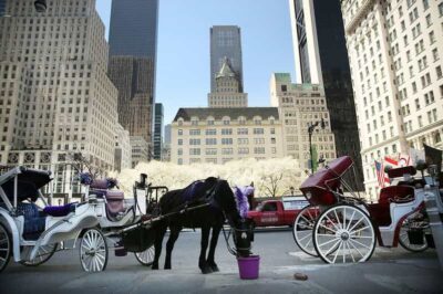 NYC: Central Park Christmas Lights Horse-Drawn Carriage Ride - Midtown Magic: Rockefeller Center and the Christmas Tree Stop