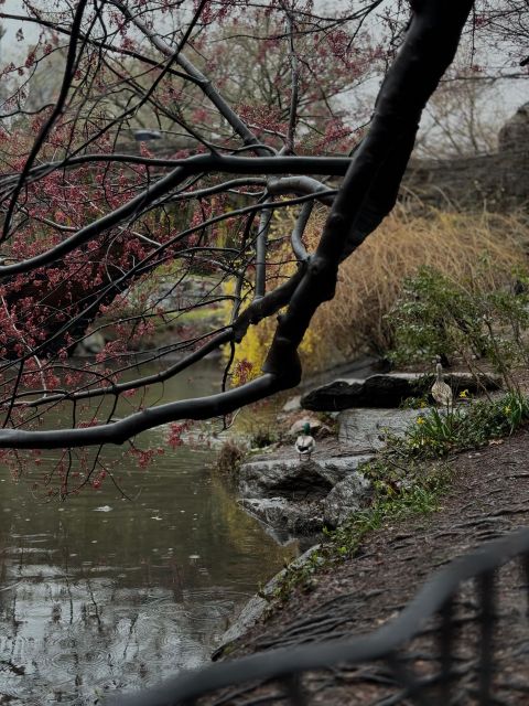 NYC Central Park Pedicab Tours - Timing and pace: choosing 30 minutes versus up to 2 hours