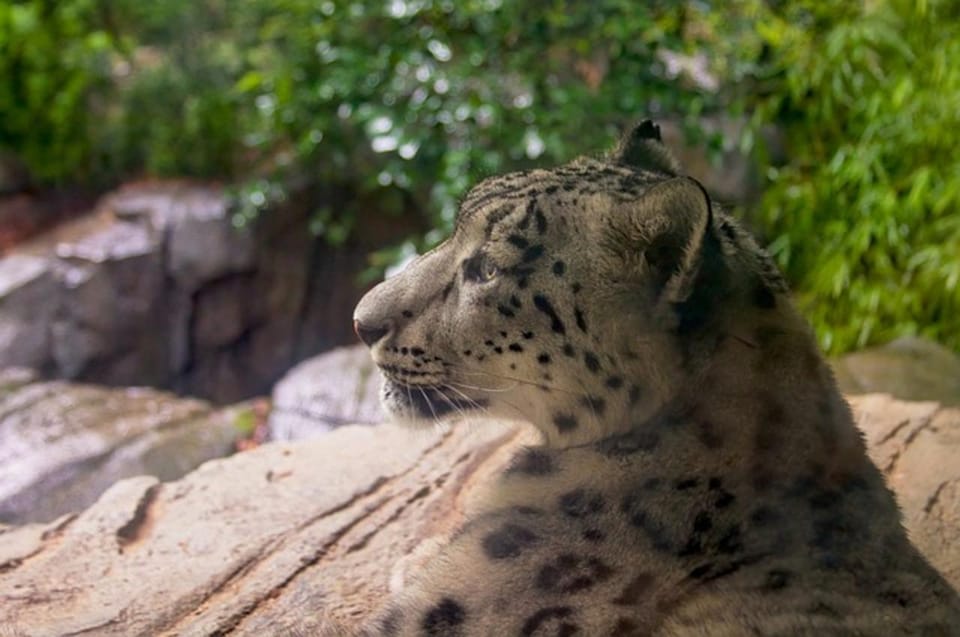 NYC: Central Park Zoo Entry Ticket & Manhattan Walking Tour - Chinatown and Little Italy: when your nose is the guide too