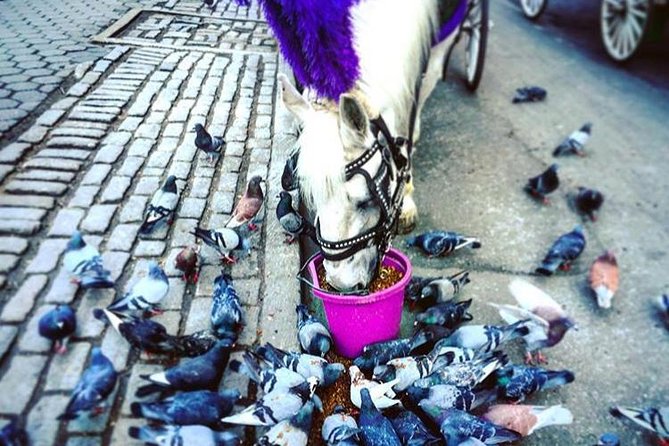 NYC Horse Carriage Ride in Central Park (50 Min. Up to 4 Adults) - The Ride Stops: What You’ll See (and Why Each One Matters)