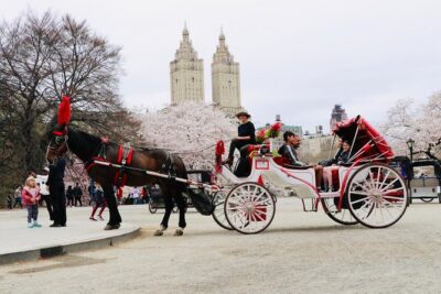 NYC Horse Carriage Ride in Central Park (50 Min. Up to 4 Adults) - Price Per Carriage: How $230 Can Actually Make Sense