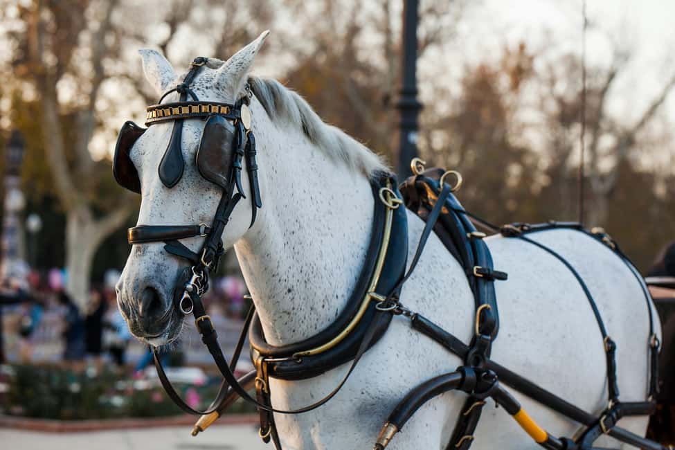 NYC Private Central Park Horse Carriage Ride with Guide - When this carriage ride is the right choice