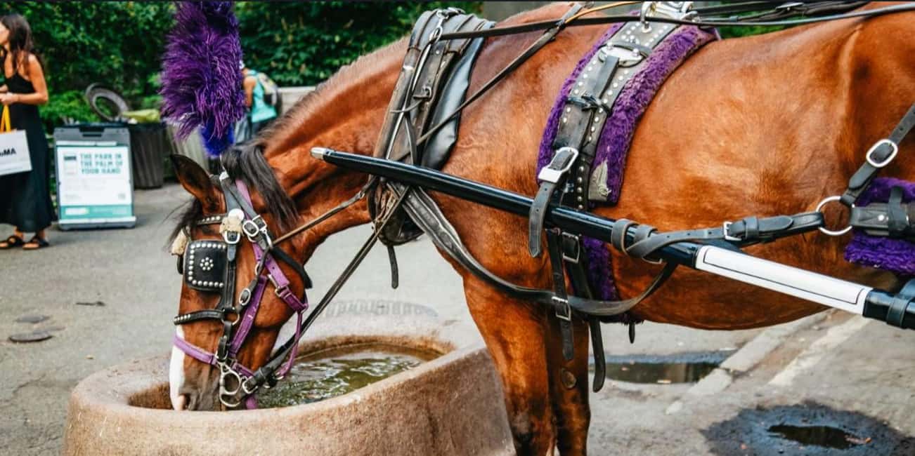 NYC: Private Christmas Lights Horse Carriage Ride - Key highlights to know before you go