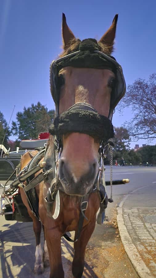 Official Exclusive VIP Horse Carriage Ride in Central Park - Photo strategy: getting your best shots at Bethesda and Cherry Hill