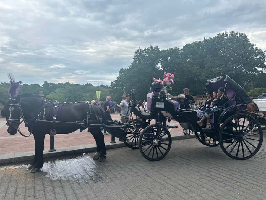 Official Exclusive VIP Horse Carriage Ride in Central Park - Comfort and small extras: blankets, treats, and horse-feeding time
