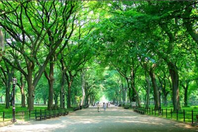 Private New York City Walking Tour: Central Park History and Hidden Secrets - Central Park History Highlights Without the Information Overload