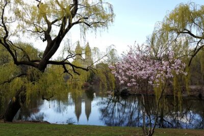 Private Scenic Central Park Walking Tour - Price and group value: what $328.67 buys you